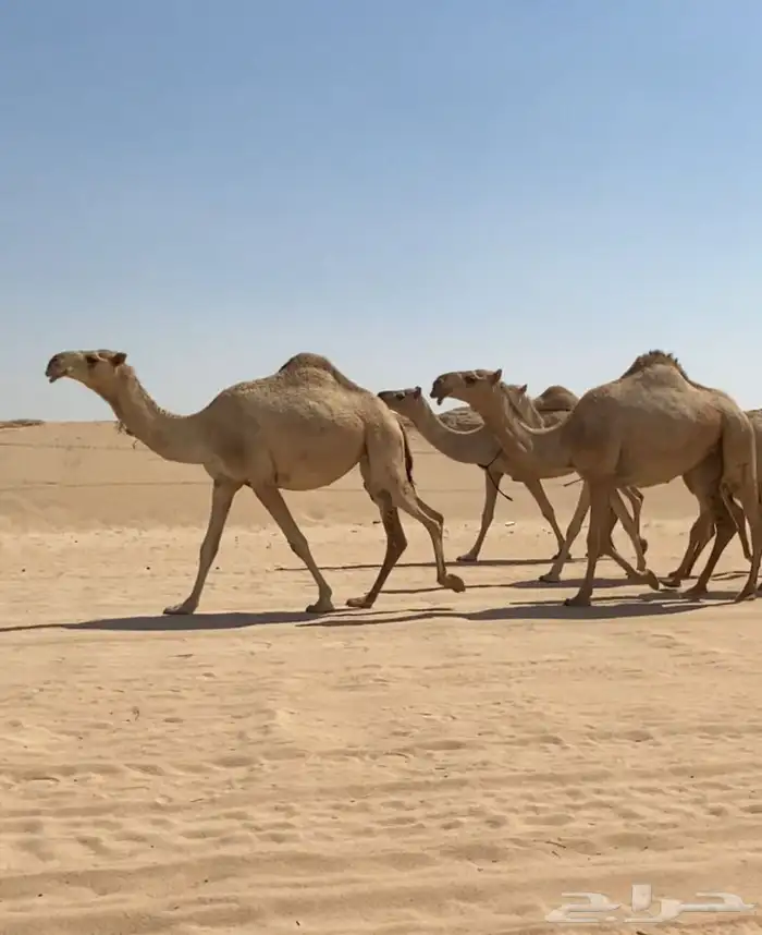 ذود ابل شقح ككفو اشباب وطيبه للبيع 9