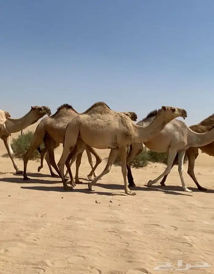 ذود ابل شقح ككفو اشباب وطيبه للبيع 6