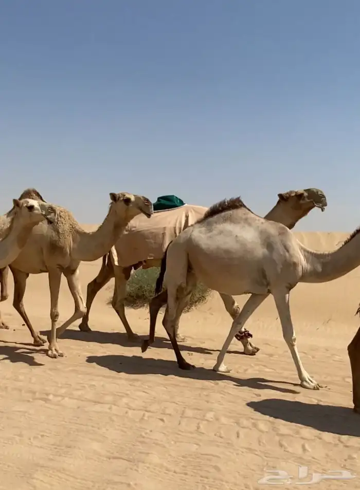 ذود ابل شقح ككفو اشباب وطيبه للبيع 3