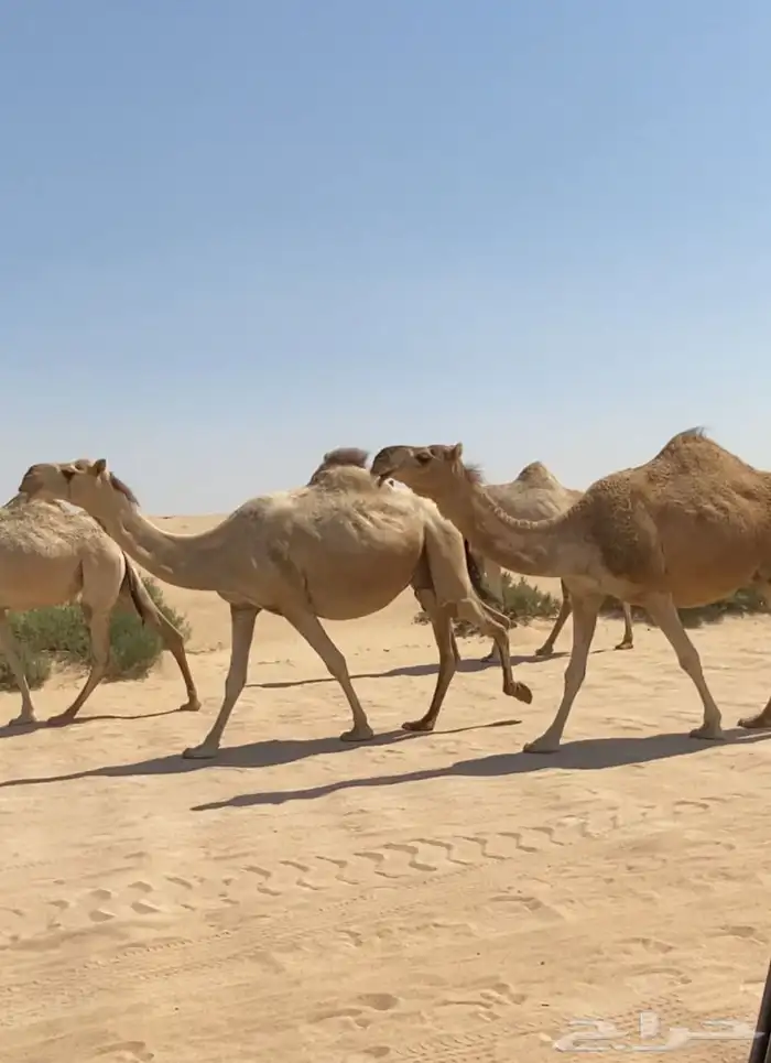 ذود ابل شقح ككفو اشباب وطيبه للبيع 0