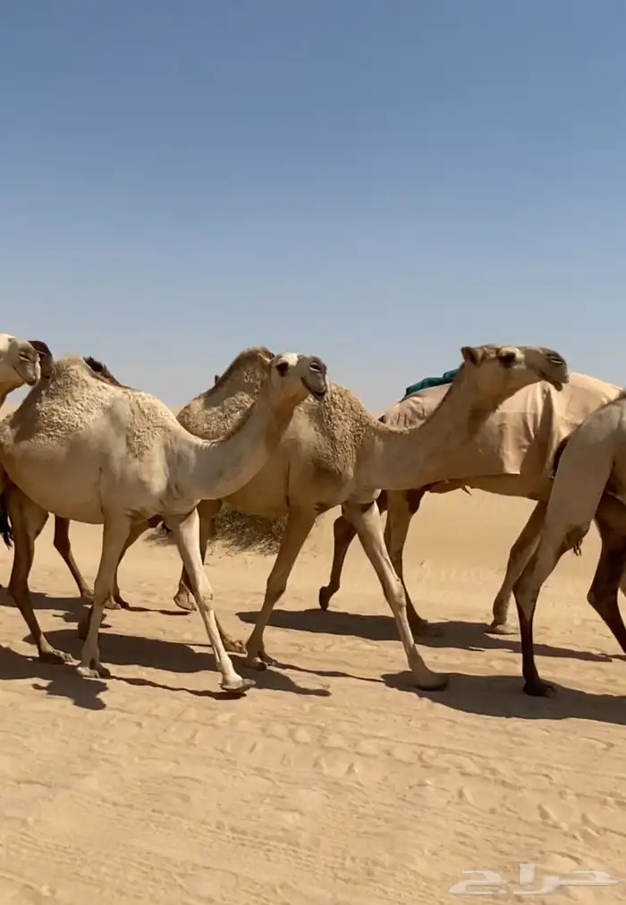 ذود ابل شقح ككفو اشباب وطيبه للبيع 11