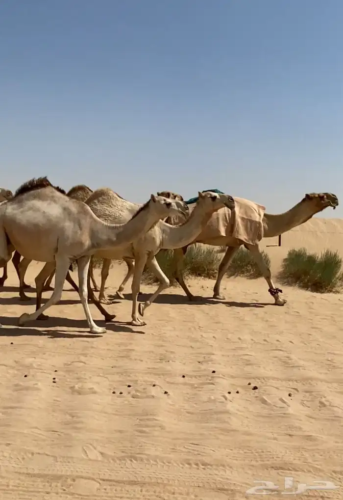 ذود ابل شقح ككفو اشباب وطيبه للبيع 12