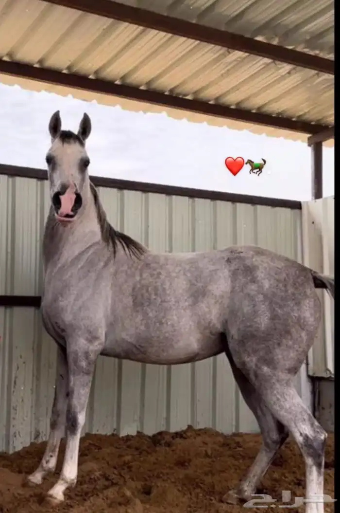 فرس كفو اللبيع سمح سلامة شرط توها مشباه الحاله شرط العمر 4 4