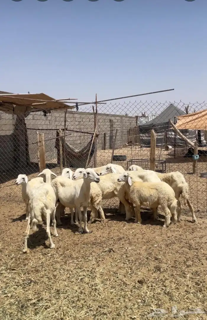 اغنام 0