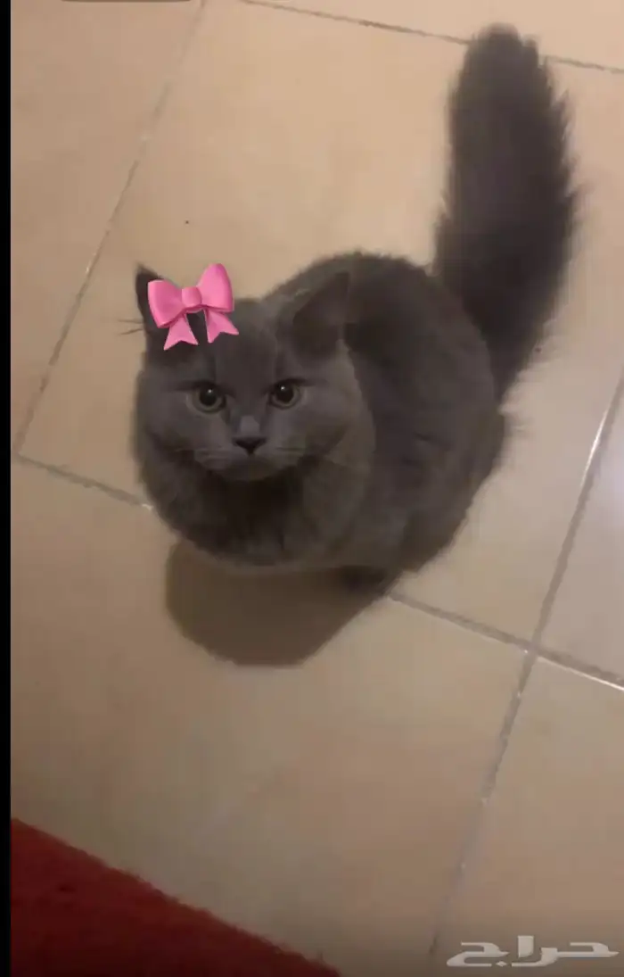 قطه ل التبني 0