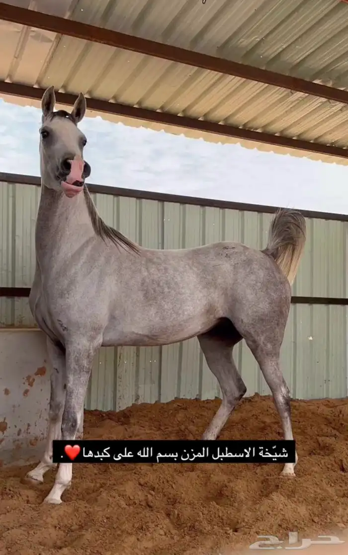 فرس كفو اللبيع سمح سلامة شرط توها مشباه الحاله شرط العمر 4 3
