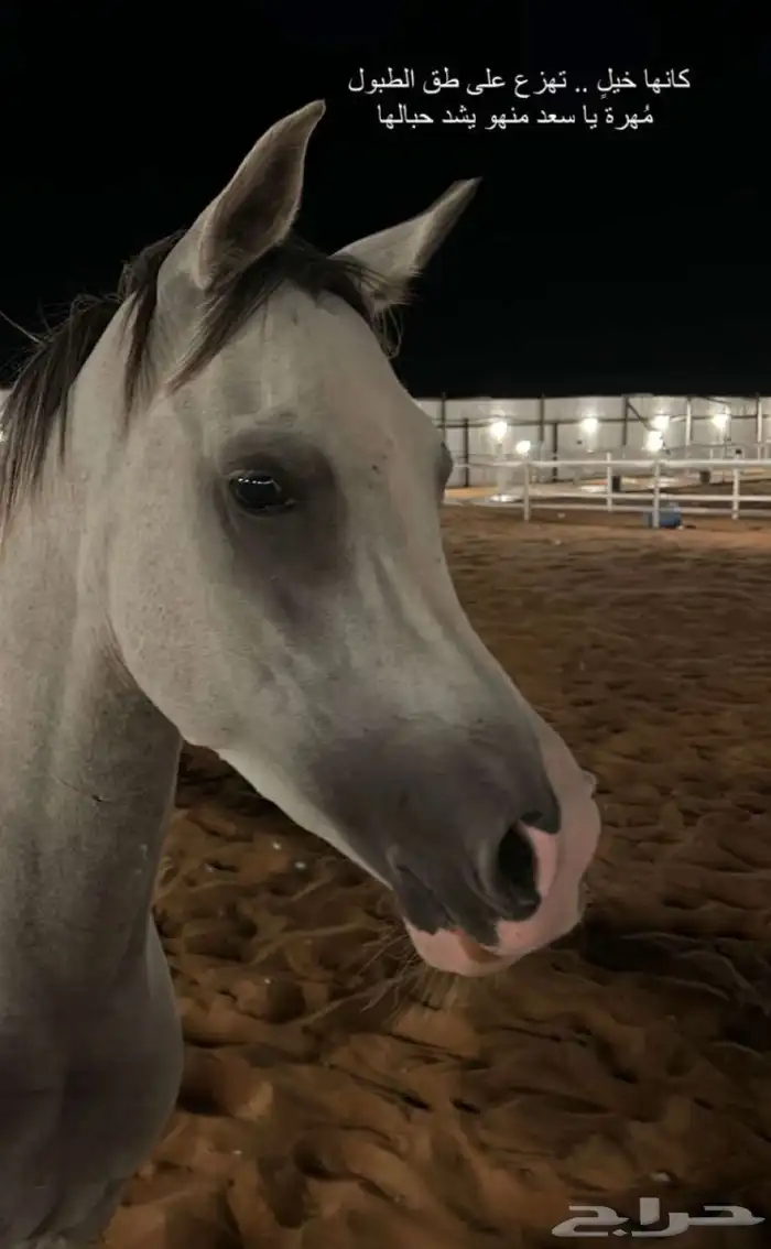 فرس كفو اللبيع سمح سلامة شرط توها مشباه الحاله شرط العمر 4 1