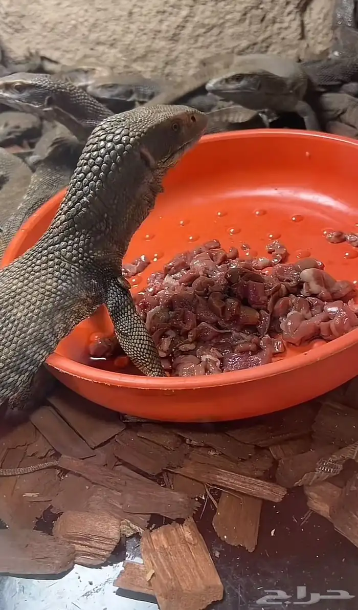 ورل السافانا 0