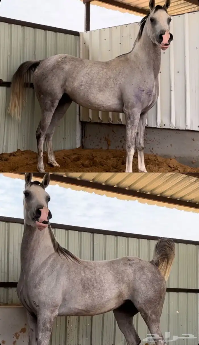 فرس كفو اللبيع سمح سلامة شرط توها مشباه الحاله شرط العمر 4 0