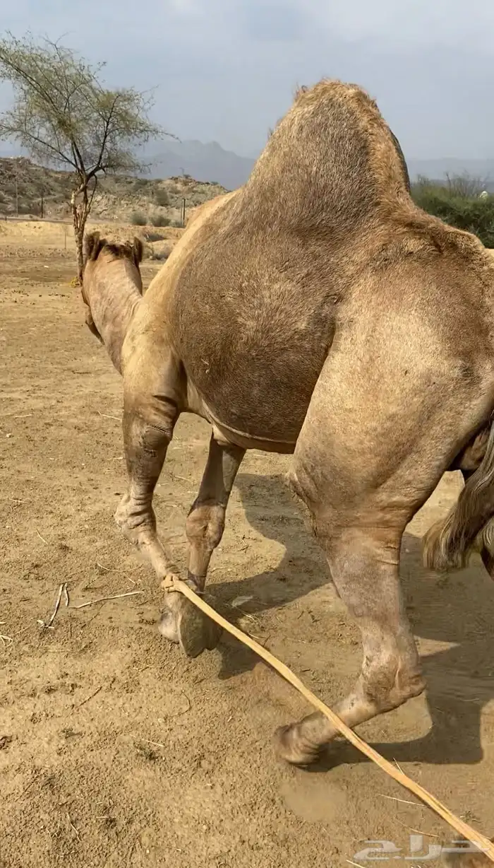 بعير فحل 2