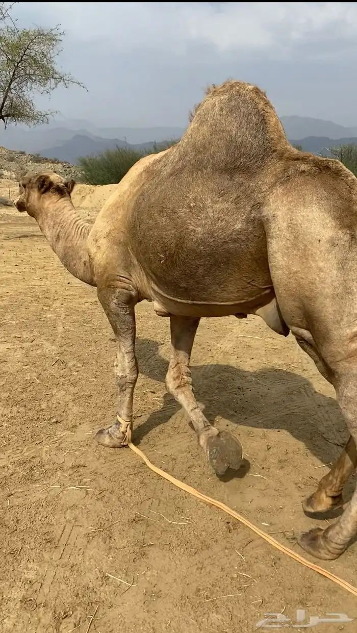 بعير فحل 1
