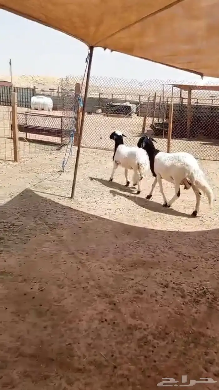 سويكنيه معها رخل فل شحم 0