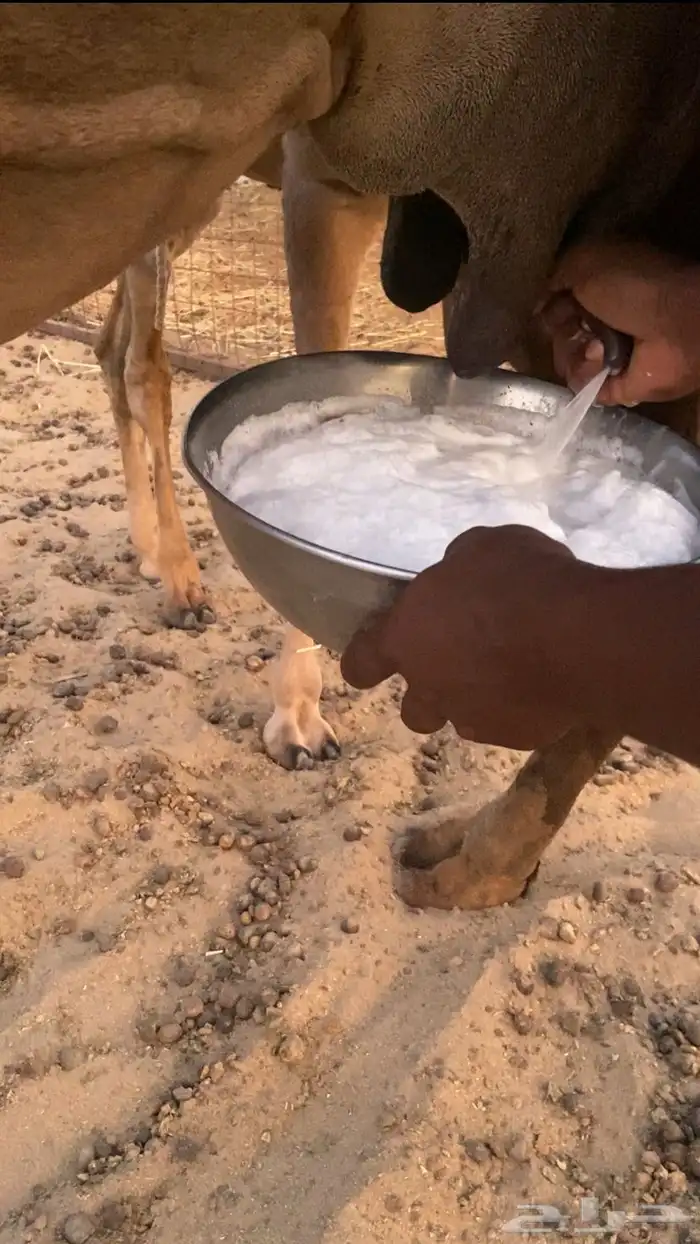 خلفه حمرا ساحليه 2