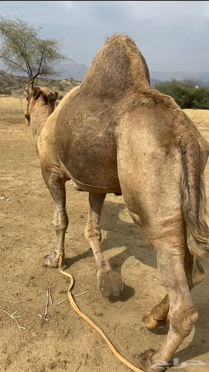 بعير فحل 0