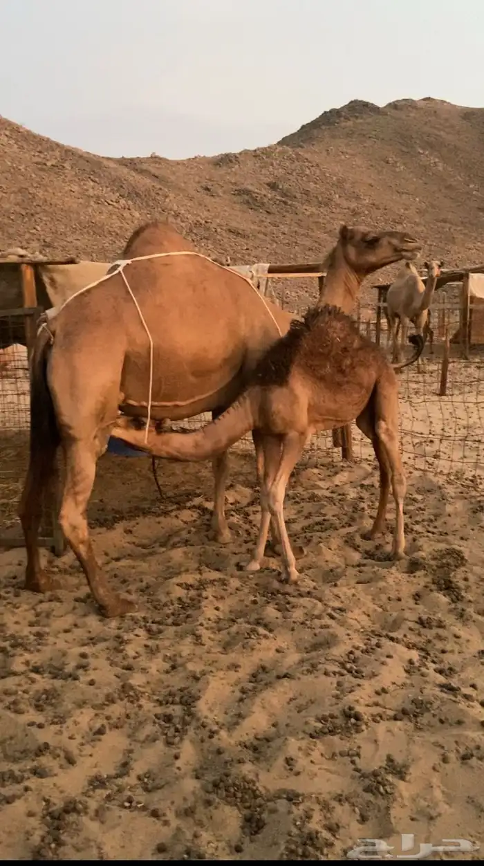 خلفه حمرا ساحليه 0