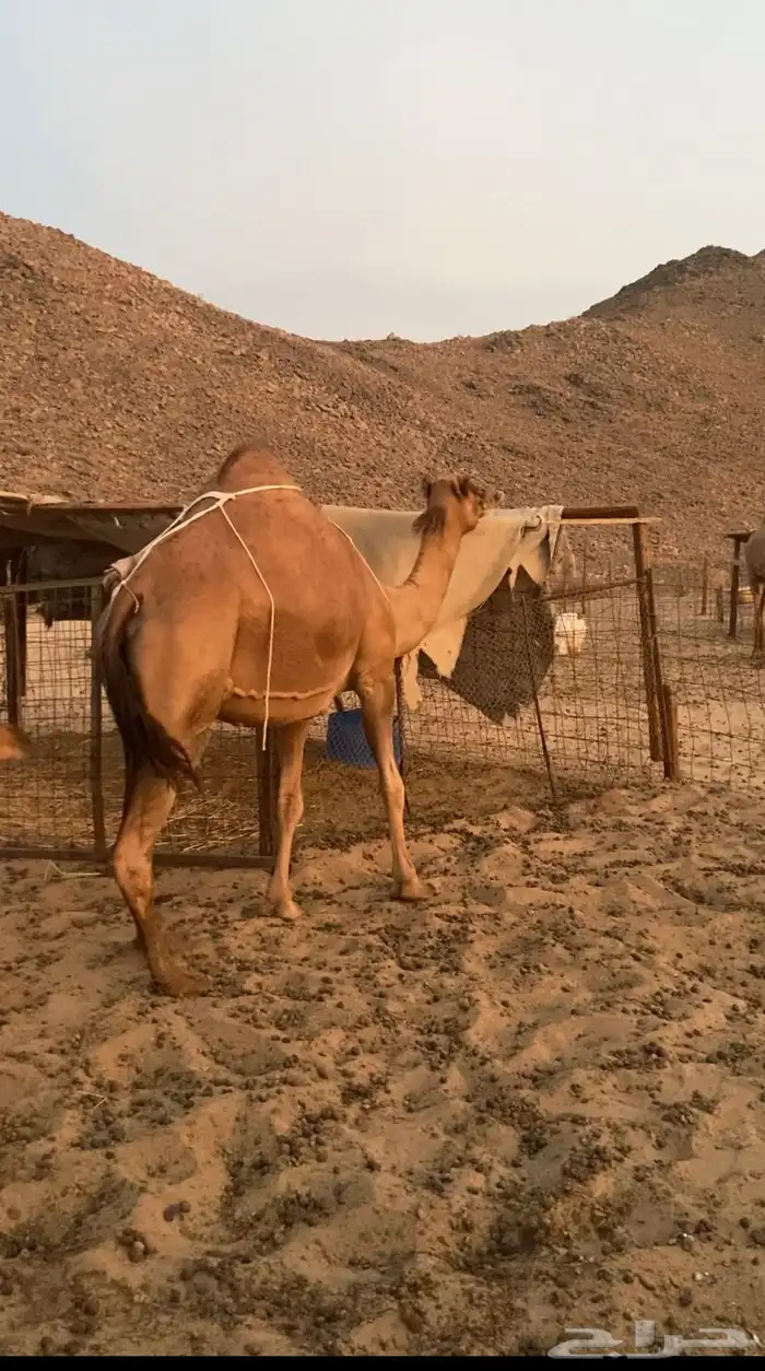 خلفه حمرا ساحليه 1
