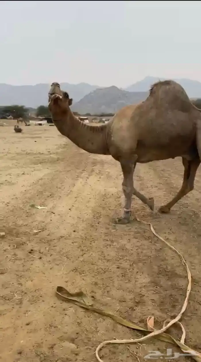 بعير فحل 3