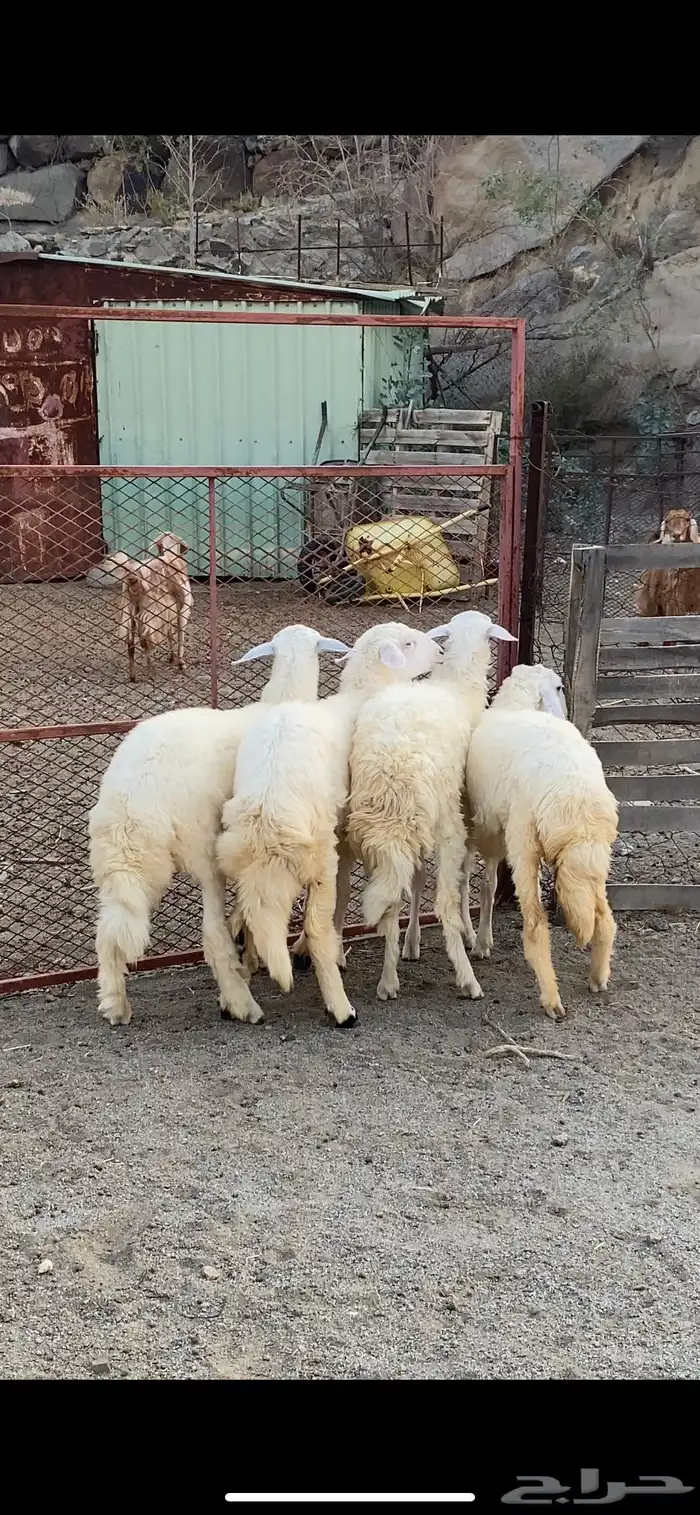 رخال سمان ونضاف واطراف تم البيع 0