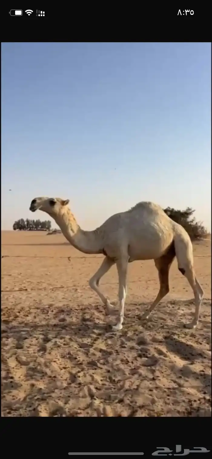 قعود علياني ساس وراس 0
