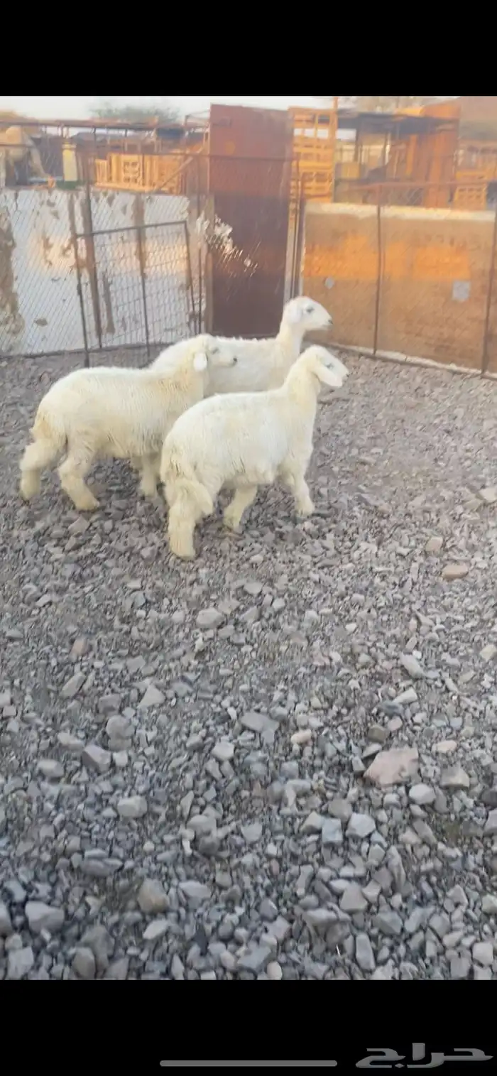 طليين ورخل للبيع 0