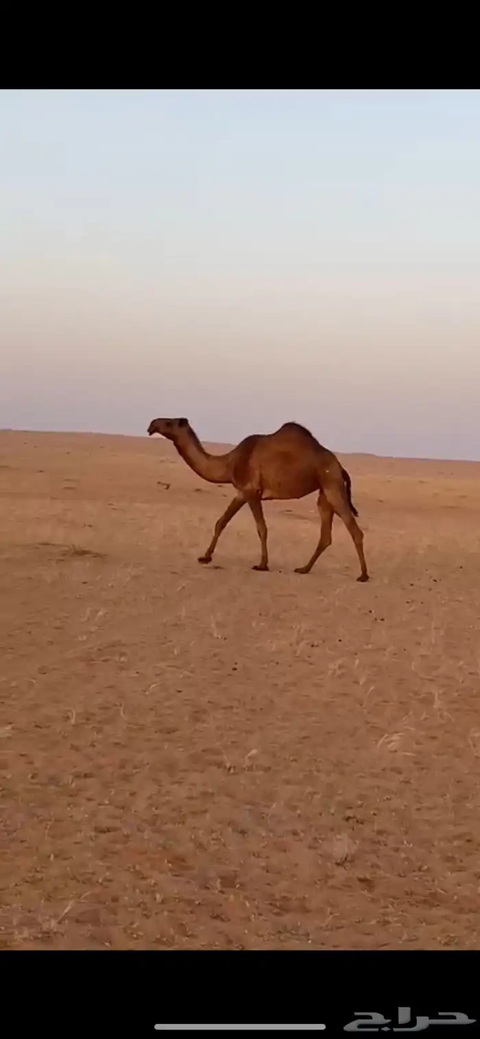 للبيع ناقه شعلا 0