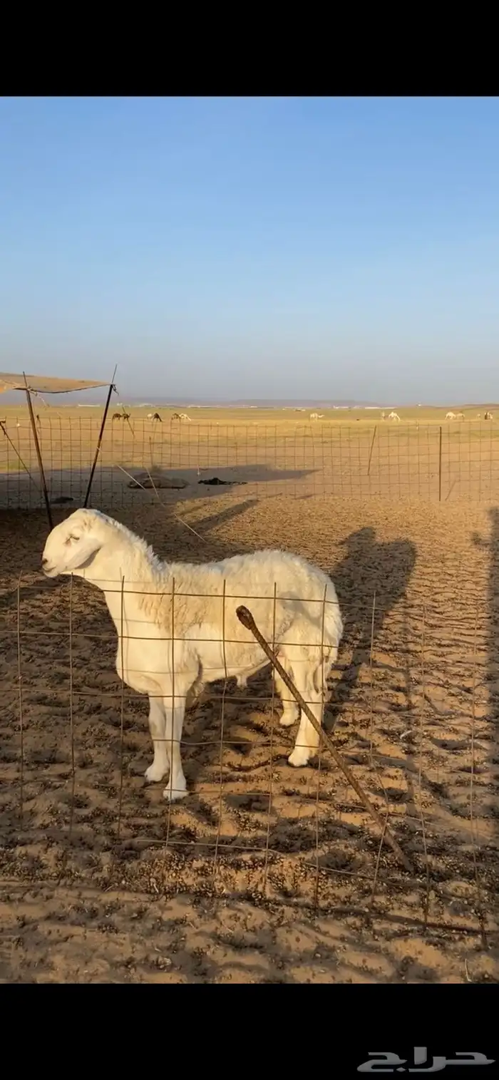طلي صنف فاخر مشروط علا المسك 1