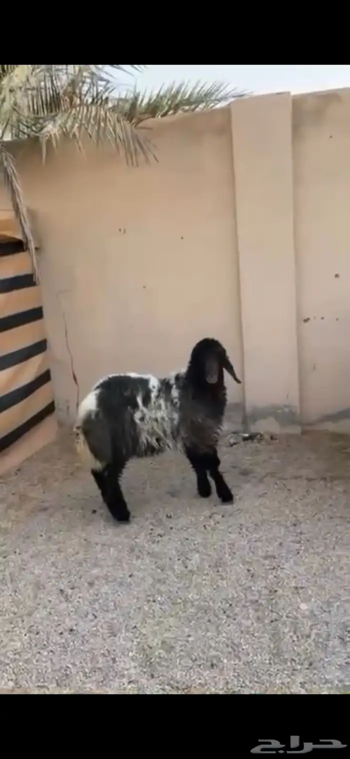 رخل طيبه ذبح او مقنوي 0