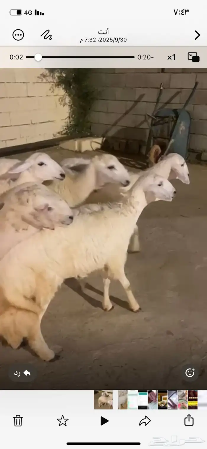 تأسيس مراح فواخر جروم مراح واحد كاها جذعان العمر من 5 شهور 0