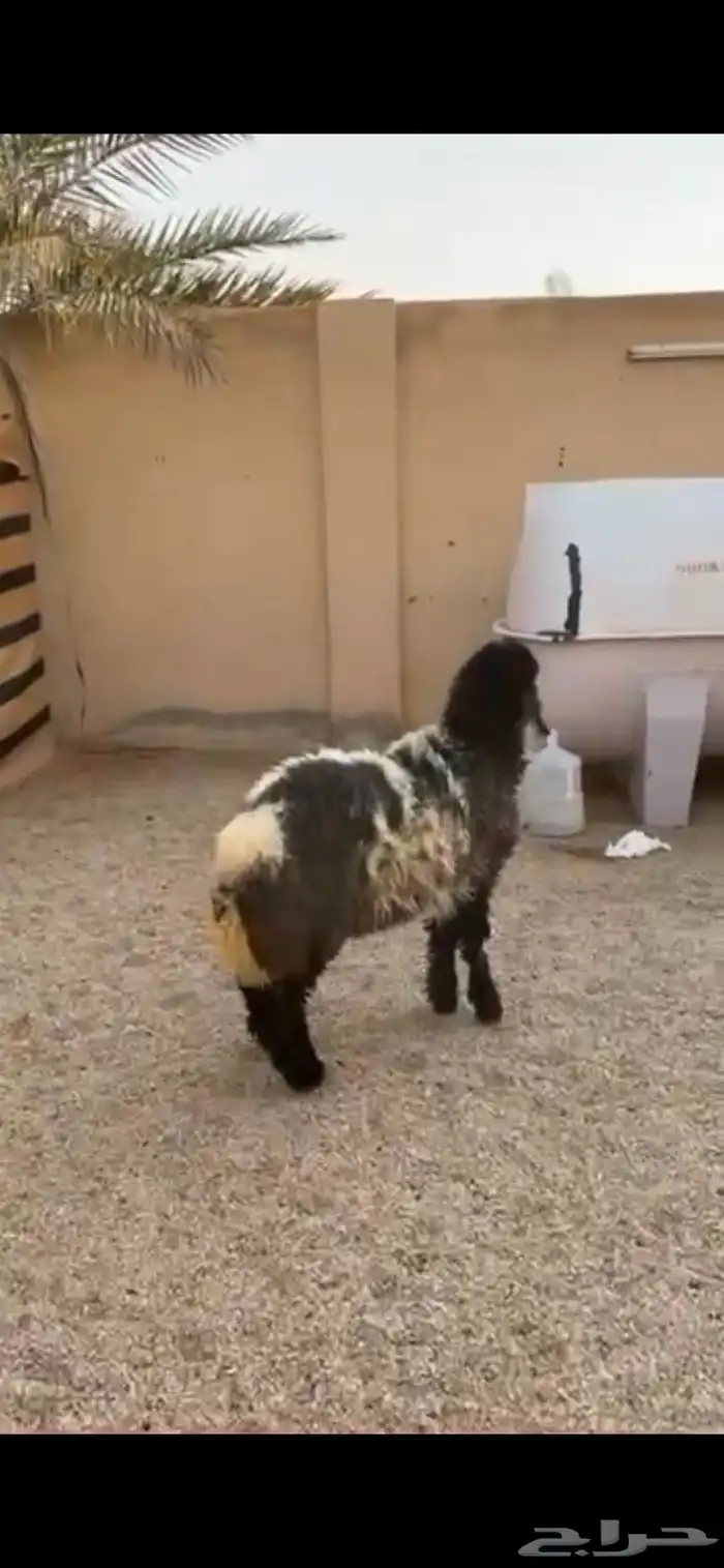 رخل طيبه ذبح او مقنوي 1