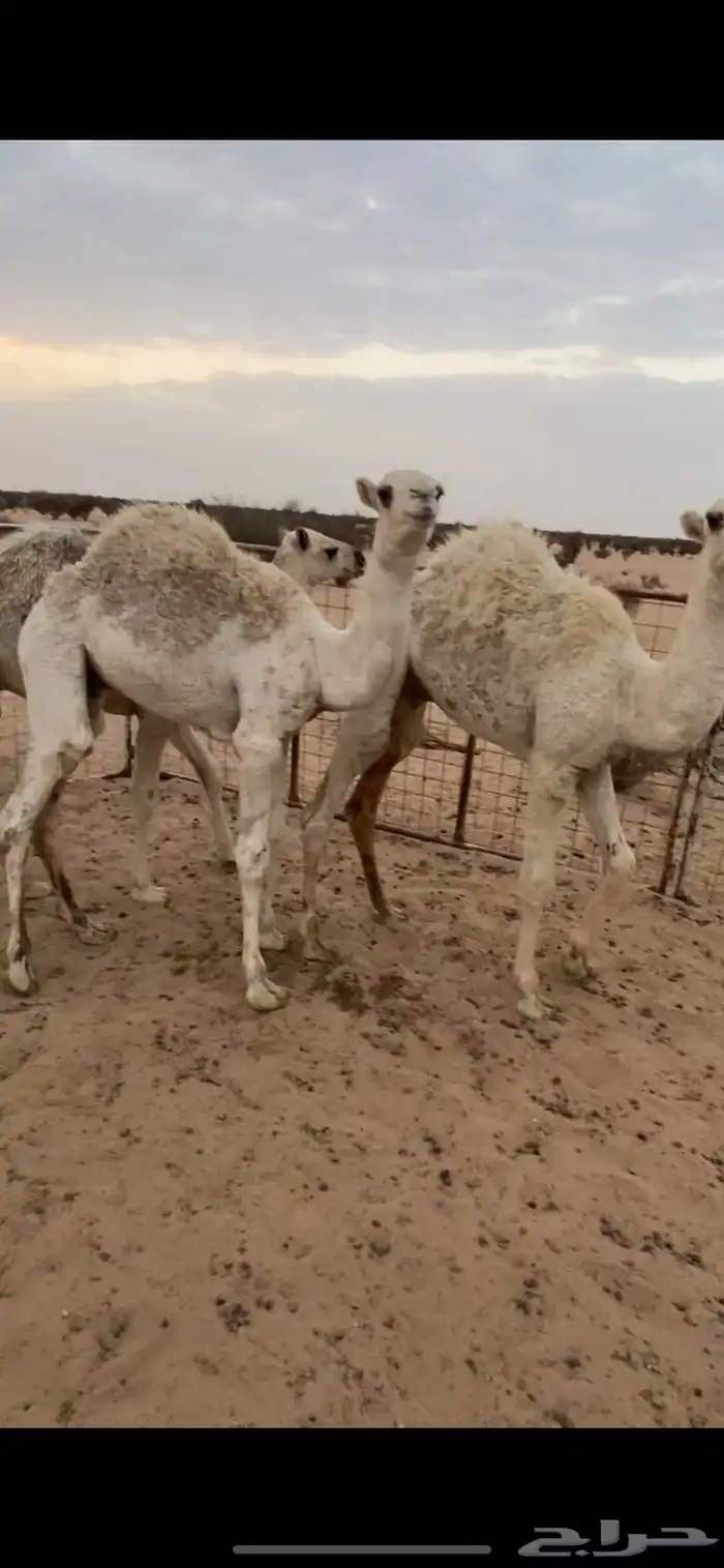 قعدان عددها 3 عمرها 6 شهور علي حليب وطيبيه 1