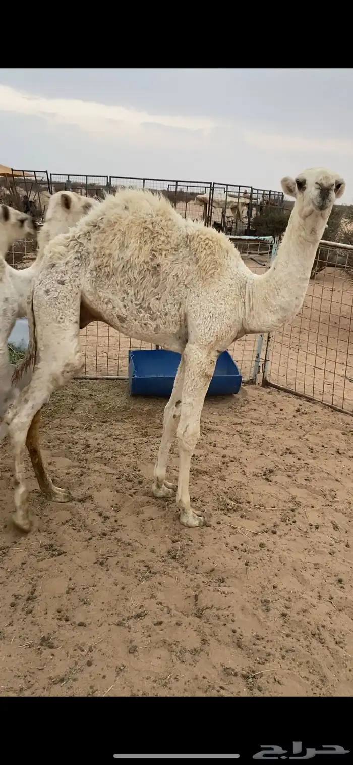 قعدان عددها 3 عمرها 6 شهور علي حليب وطيبيه 0