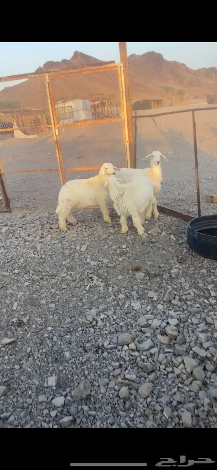 طليين ورخل للبيع 1