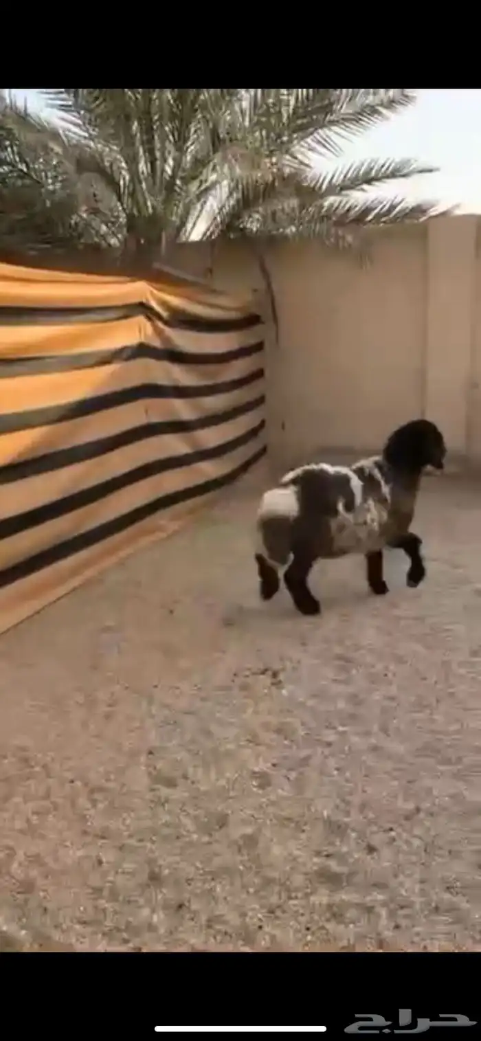 رخل طيبه ذبح او مقنوي 2