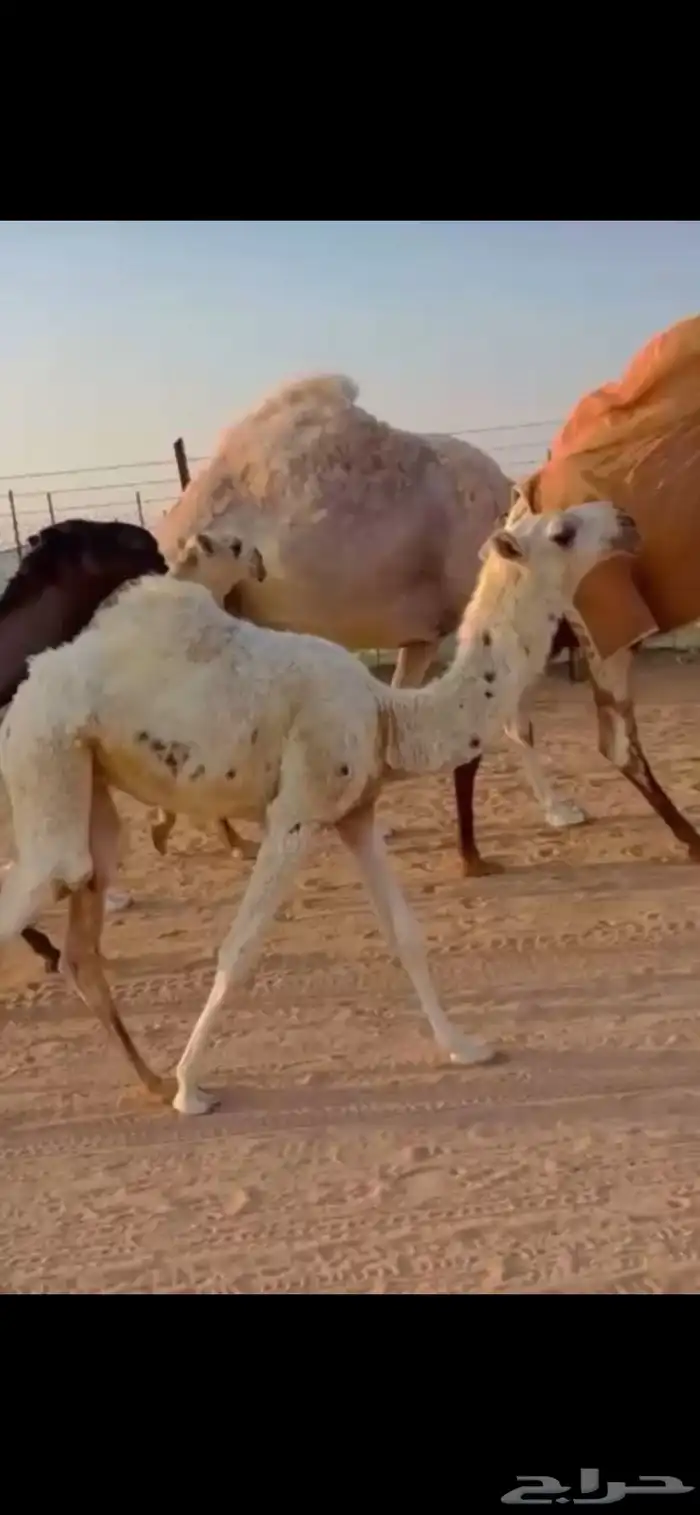 للبيع ضروبه كفوو 1