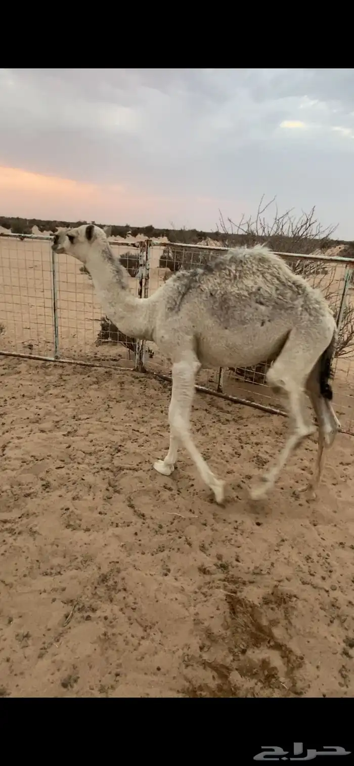 قعدان عددها 3 عمرها 6 شهور علي حليب وطيبيه 2