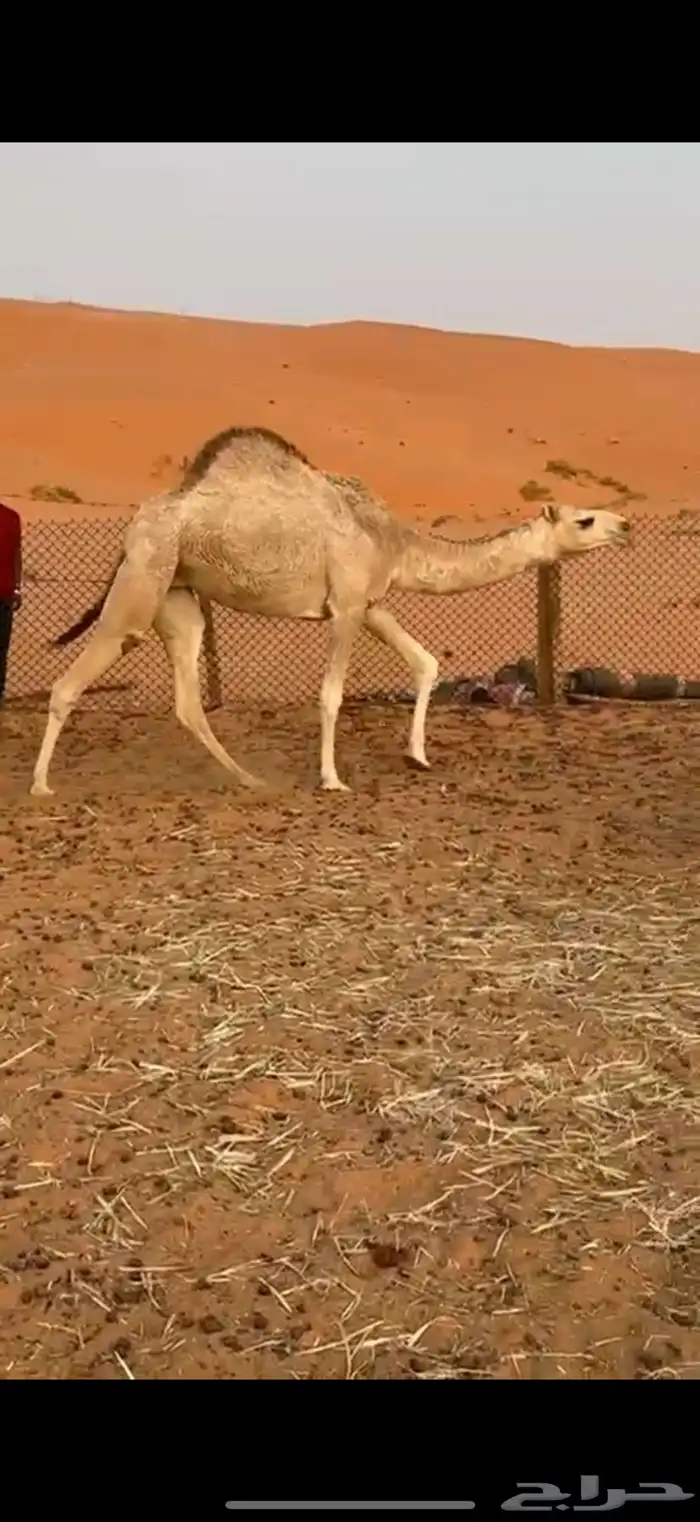 بكره طيبه 0