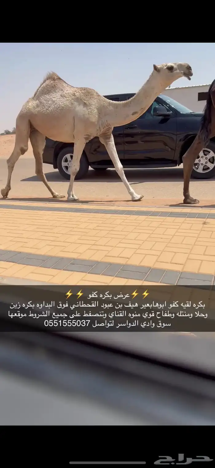 بكره لقيه كفو ضغط عالي 2