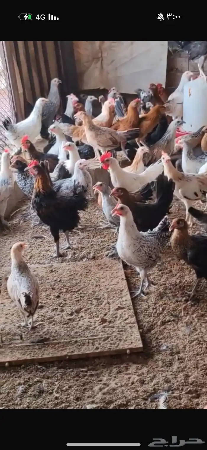 دجاج فرنسي مع بلدي 0
