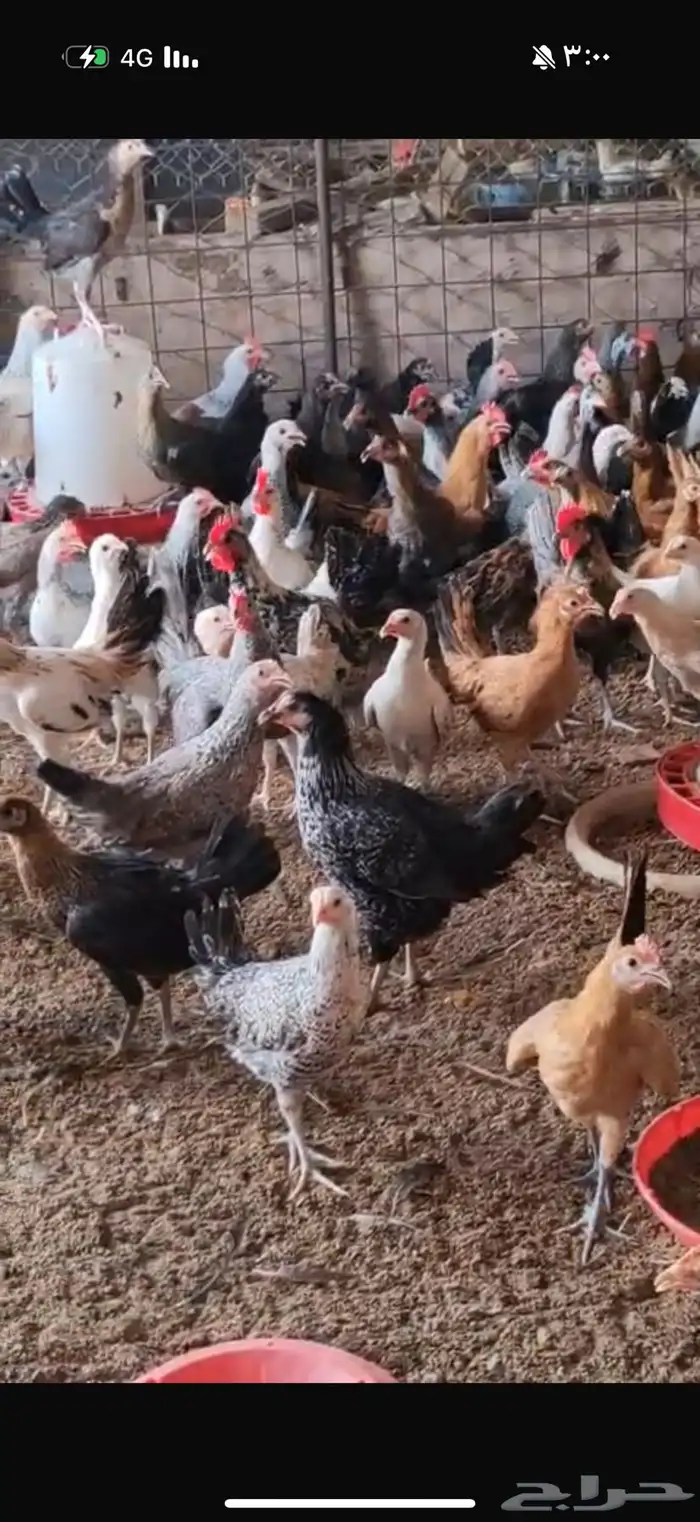 دجاج فرنسي مع بلدي 1