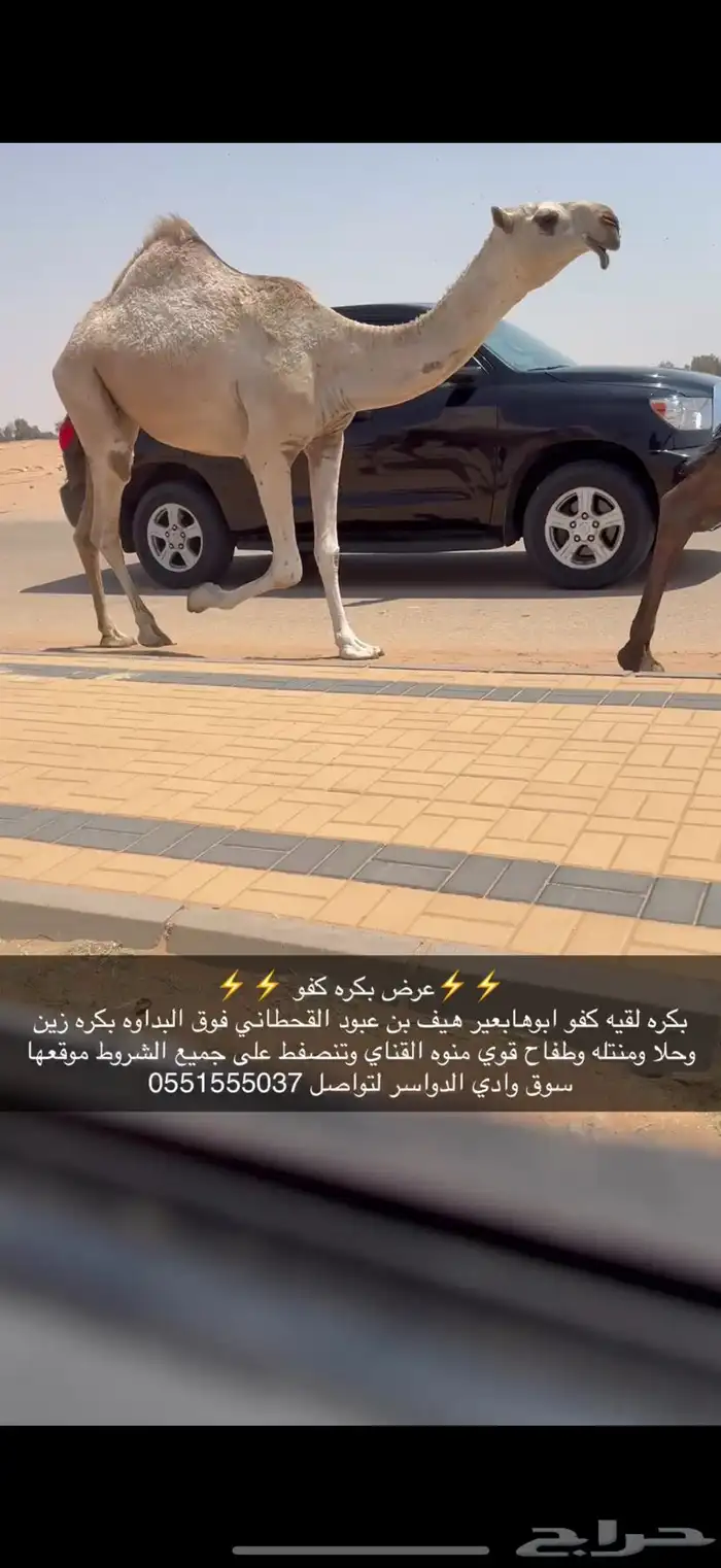 بكره لقيه كفو ضغط عالي 0