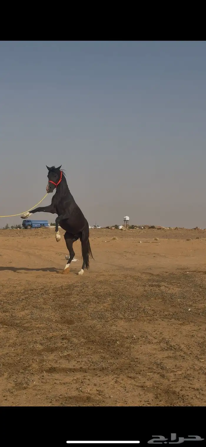 حصان جزيري ادهم 1