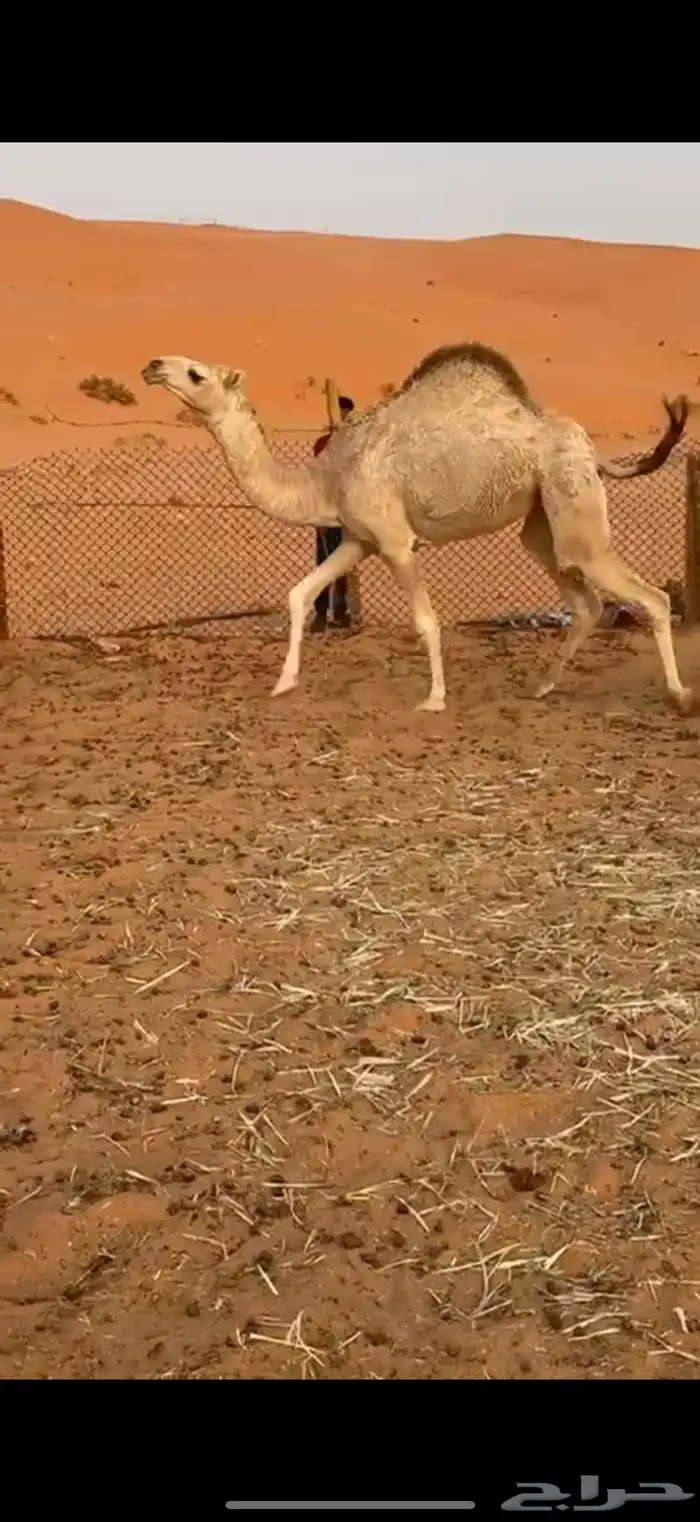 بكره طيبه 1