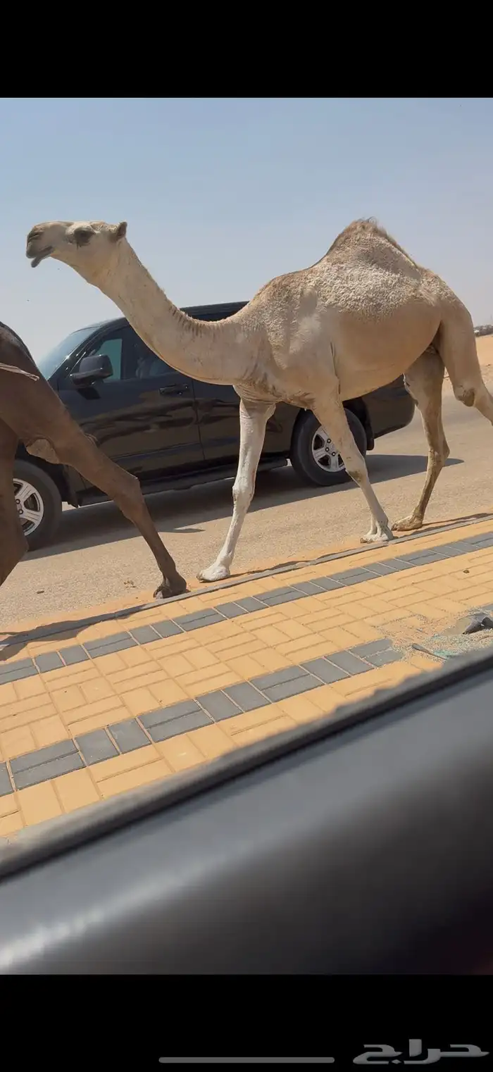 بكره لقيه كفو ضغط عالي 3