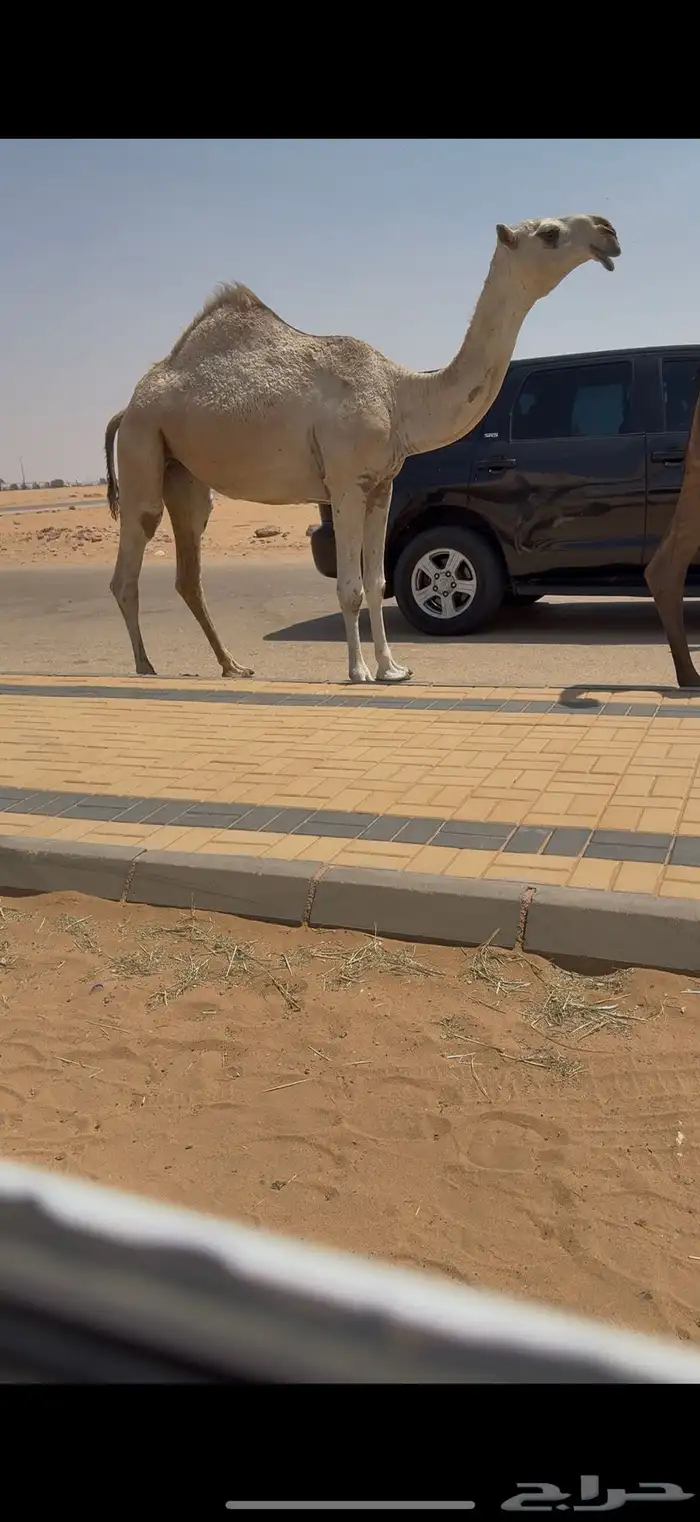 بكره لقيه كفو ضغط عالي 5