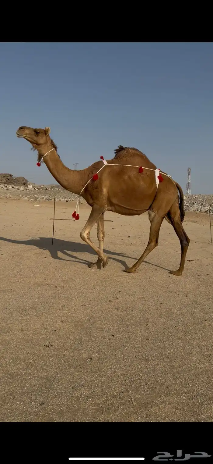 ساحلية حمراء كفو 0