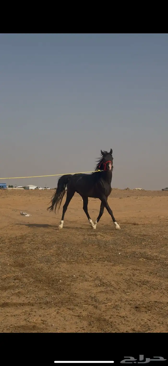 حصان جزيري ادهم 2