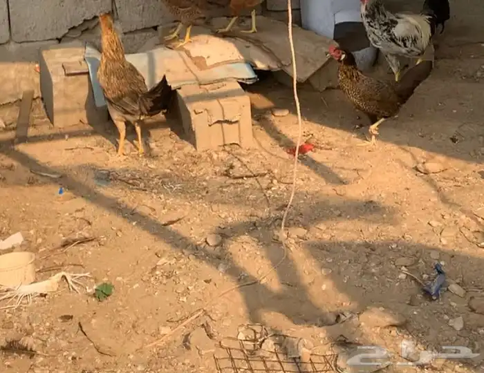 دجاجتين للبيع حضانه 0