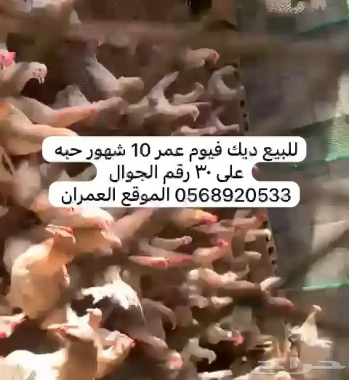 للبيع ديك فيومي 0