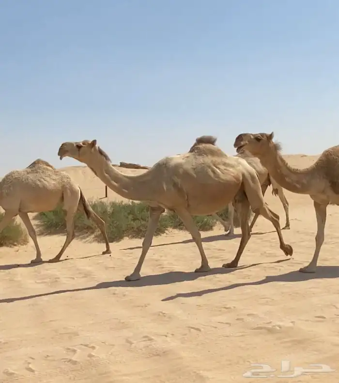 ذود ابل شقح ككفو اشباب وطيبه للبيع 8