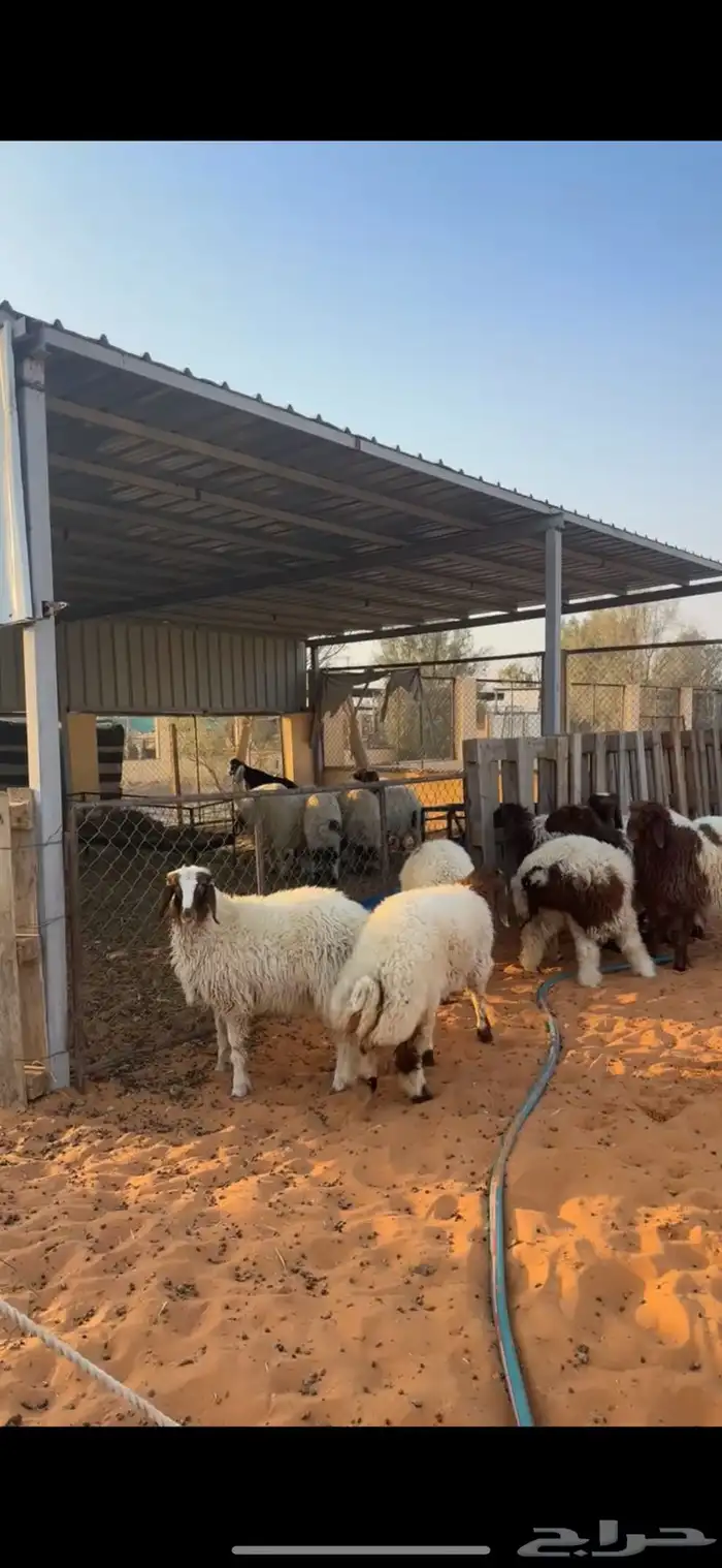 رخال نعيم 7